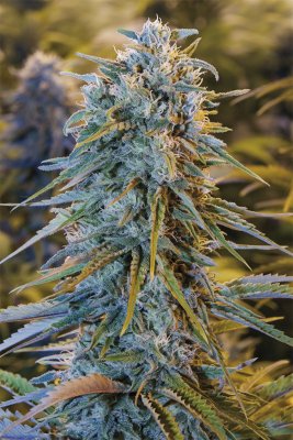 Blue Dream foto fem