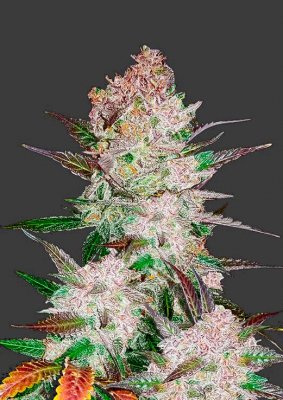 Cream Cookies Auto Fem